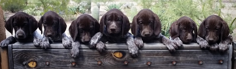 german shorthaired lab mix puppies for sale